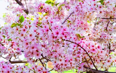 Заставки на компьютер весна скачать бесплатно (42 фото)
