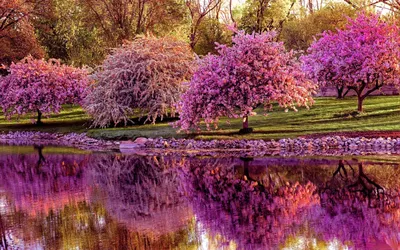 Фон рабочего стола где видно spring, cherry blossoms, branches, tree,  clouds, beautiful wallpaper, весна, цветущая вишня, ветки, дерево, облака, красивые  обои