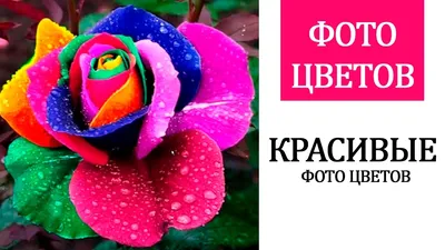 Цветы Мира - Самые красивые «Цветы Мира»🌸 сплетаются в волшебные  композиции!💫Звоните - сотворим чудо для вас!💐 ⠀ 💐Заказать букет ☎️+375  29 377 33 66 📲Директ / Viber / WhatsApp 🌐cvetimira.by | Facebook