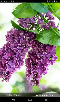 Обои на телефон | Flower iphone wallpaper, Vintage flowers wallpaper, Pink  flowers wallpaper