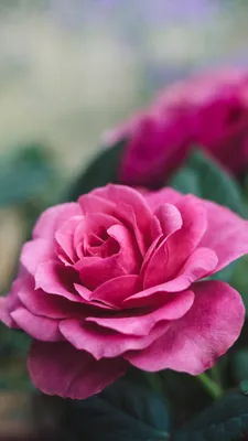 Flower Phone Wallpaper Images Free Download on Lovepik | 400581793