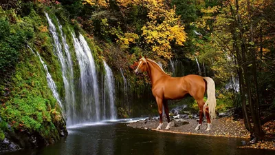 Скачет в ночное время - обои на телефон бесплатно. | Pinturas de caballos,  Caballos de carreras, Fotografía de caballos