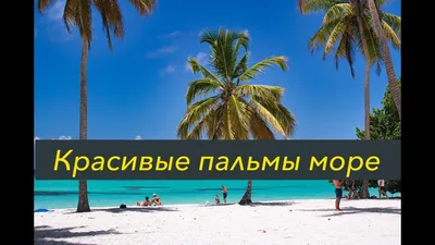 картинки : пляж, море, воды, фрукты, Пища, производить, Тропический,  ананас, кокос, цветущее растение, финиковая пальма, Трава семьи, Наземный  завод, Arecales 5809x3873 - - 49778 - красивые картинки - PxHere