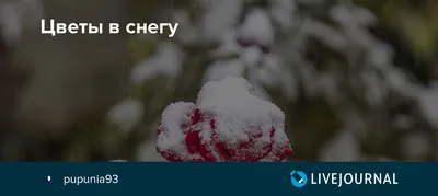 Красивый манул, и лесные цветы в …» — создано в Шедевруме