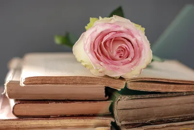 Обои Разное Канцелярия, книги, обои для рабочего стола, фотографии разное,  канцелярия, книги, роза, книги, цветок, нежный Обои для рабочего стола,  скачать обои картинки заставки на рабочий стол.