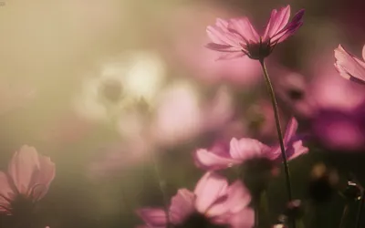 Цветы. Сиреневый этюд (30 обоев) » Смотри Красивые Обои, Wallpapers,  Красивые обои на рабочий стол