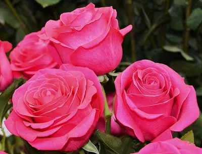 garden roses, розовые розы, розовые розы картинки, обои на рабочий стол  розовые розы, красивые розы, розы, Свадебный декор Москва