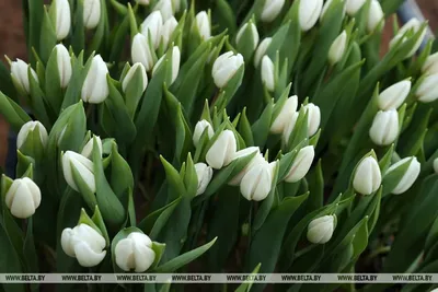 С 8 Марта, любимая!»🌷✨ Красивые карточки в дополнение к букету в наличии😍  Цена: 50₽🏷 ——— #цветы #букет #тюльпаны #8марта… | Instagram