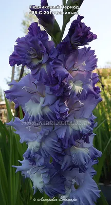 Гладиолус Ледниковый Период Коллекция © Лазаревич Тамары mirgladiolus.ru  МИР ГЛАДИОЛУСОВ