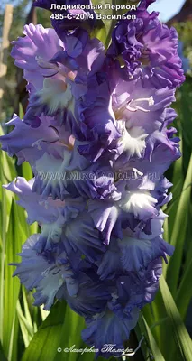 Гладиолус Ледниковый Период Коллекция © Лазаревич Тамары mirgladiolus.ru  МИР ГЛАДИОЛУСОВ