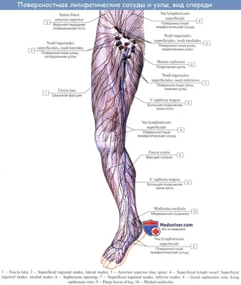 Лимфоузлы на ногах картинки фотографии