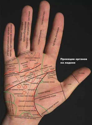 Хиромантия: линии на руке и их значение | Путешествия и туризм | Дзен