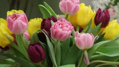 Подарки на 8 марта: лучшие поздравления и стихи