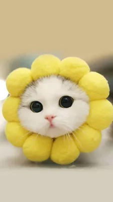 Картинки на аву) Котик мой ня | Эстетика | Красивое амино Amino