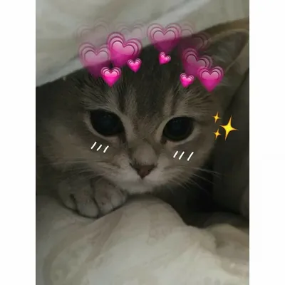 🐱 Няшные картинки котиков на аву - скачать (64 шт.)