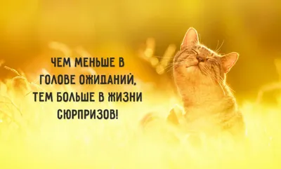 Красивые и прикольные картинки ПРО ХАРАКТЕР с надписями и смыслом | Веселые  мысли, Веселые картинки, Смешные открытки