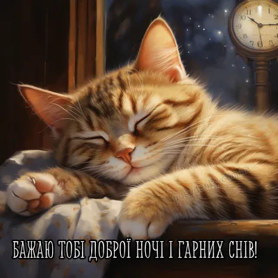 ДОБРОЇ НОЧІ. СПАТИ ЧАС!🌛 .Спить... - Соломія Українець | Facebook