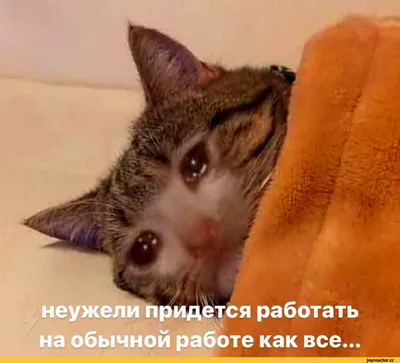 Чашка-хамелеон Есть такая профессия на работе сидеть (черный цвет покрытия)  (Прикольные подарочные чашки) (ID#1931134539), цена: 257.55 ₴, купить на  Prom.ua