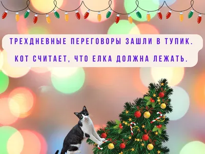 Кот: истории из жизни, советы, новости, юмор и картинки — Все посты,  страница 9 | Пикабу