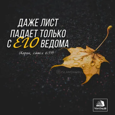 Алхьамдулиллах на все воля Аллаха !!! | Instagram