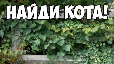 Найди кота на картинке фотографии