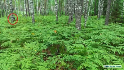 Фотопроект Камуфляж - найдите снайпера на фотографии