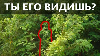 Русская народная забава - найди снайпера! :) : Высокоточная Стрельба