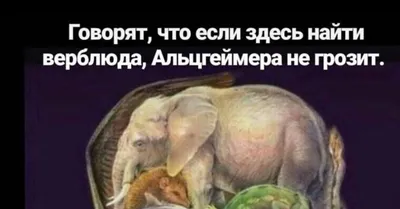 Найди верблюда - тест на уровень интеллекта - Страница 2 - GoHa.Ru