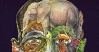 А Вы нашли верблюда? 🐫 | МамаСама | Дзен