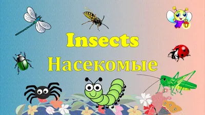 23 Бесплатные Карточки Насекомые на Английском | PDF | Животные, Морская  черепаха, Английский