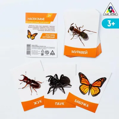 Insects. Насекомые на английском. #УчуАнглийский - YouTube