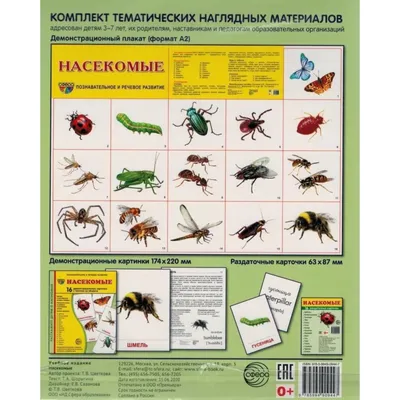 23 Бесплатные Карточки Насекомые на Английском | PDF | Insects, Animal  flashcards, Insects names