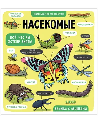 СЛОВА НА ТЕМУ \"НАСЕКОМЫЕ\" НА АНГЛИЙСКОМ ЯЗЫКЕ С ПЕРЕВОДОМ,ОЗВУЧКОЙ - YouTube