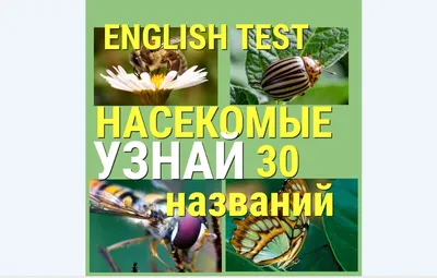 Демонстрационные картинки СУПЕР. Насекомые. 16 раздаточных карточек с  текстом - Kolobook