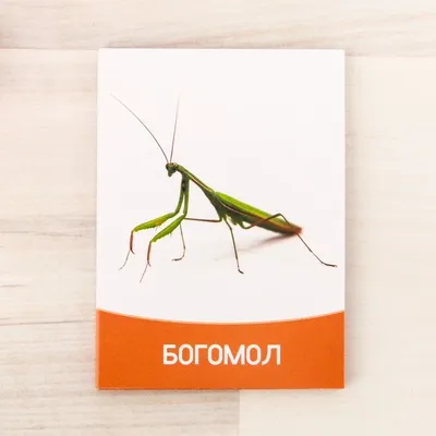 Купить: «Жуки, насекомые, пауки. Энциклопедия» книга-панорама на английском.  Джордж МакГавин,Джим Кей