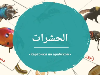 Обучающие карточки, английский язык \"Насекомые\" 16 шт. - купить оптом и в  розницу в Москве, Санкт-Петербурге и других городах России | Интернет  магазин РУЛЭНД