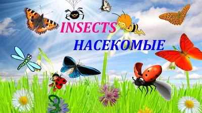 23 Бесплатные Карточки Насекомые на Арабском | PDF
