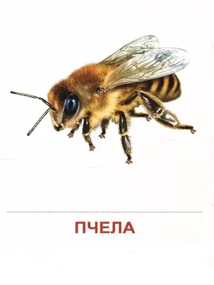 картинки : природа, мужской, насекомое, Фауна, Беспозвоночный, Крупным  планом, Насекомых, Макросъемка, Членистоногие, Communis, Панорама, Листоед,  Чистые крылатые насекомые 3283x2511 - - 731284 - красивые картинки - PxHere