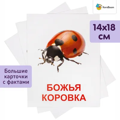 Обучающие карточки Домана \"Насекомые\" Всезнайка KoroBoom, 20 больших  плотных развивающих для самых маленьких с фактами и реалистичными картинками  для малышей, 180 х 140 мм - купить с доставкой по выгодным ценам в  интернет-магазине OZON (647102096)