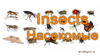 Насекомые на английском языке. English Vocabulary - Insects - YouTube