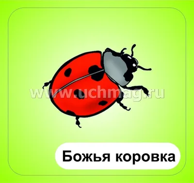 Животные на английском - лексика про природу | English Prime