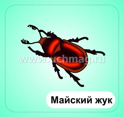 картинки : крыло, насекомое, Фауна, Беспозвоночный, Стрекоза, Насекомых,  Макросъемка, Членистоногие, Стрекозы и летучие мыши, Ликанид, Чистые  крылатые насекомые, Депресса 3481x2263 - - 914323 - красивые картинки -  PxHere