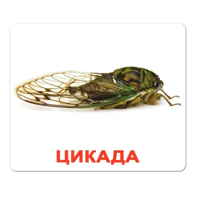Раскраски Раскраска насекомые жук бабочка муха кузнечик гусеница комар оса  насекомые на английском языке Насекомые, Раскраска раскраски детям бабочки  и насекомые Насекомые.