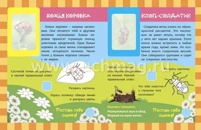 Семейства насекомых - 66 фото