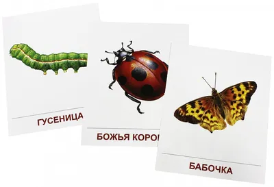 Игры. Карточки для детей НАСЕКОМЫЕ: Жуки, бабочки РУЗ Ко 32848021 купить за  247 ₽ в интернет-магазине Wildberries