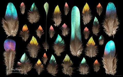 Feather Photos — необычные обои для рабочего стола