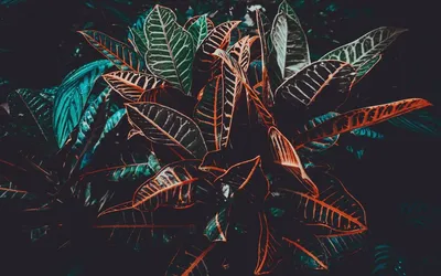 Красивые и необычные обои на рабочий стол телефона и компьютера. |  Ananas666 OG | Дзен