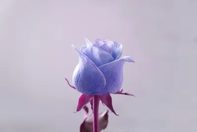 Нежные картинки на аву фотографии