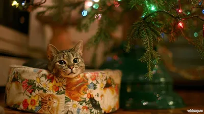 Зима - Christmas Animate Wallpaper - обои живые