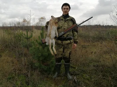 Охота на зайца